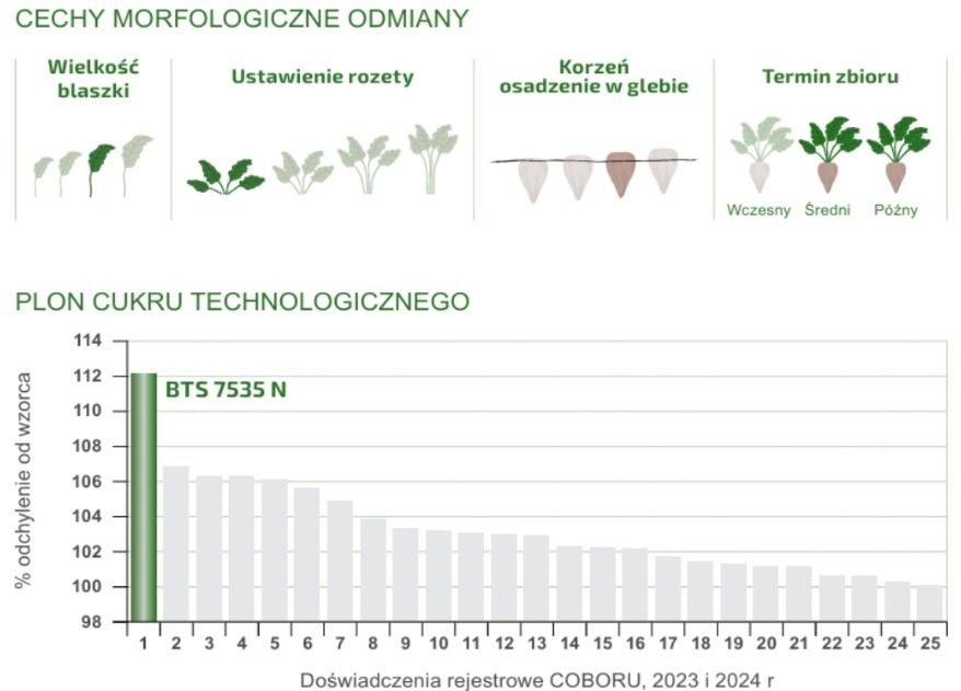 Cechy odmiany buraka BTS4675N Betaseed