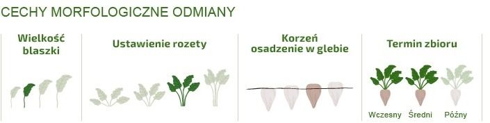 Cechy odmiany buraka cukrowego BTS 2795 N Betaseed