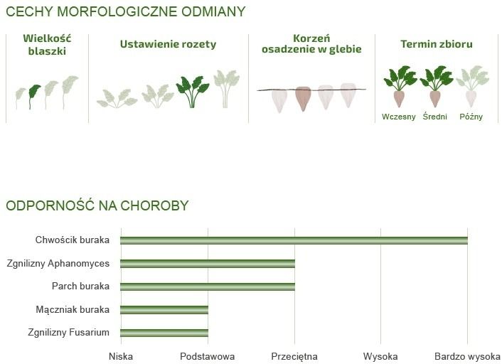 cechy odmiany buraka cukrowego BTS SMART CS CR+ Betaseed