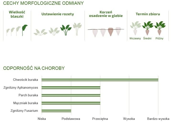 cechy odmiany buraka cukrowego BTS SMART 2040 N CS
