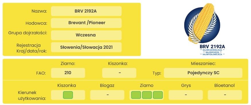 Cechy odmiany kukurydzy BRV 2192A