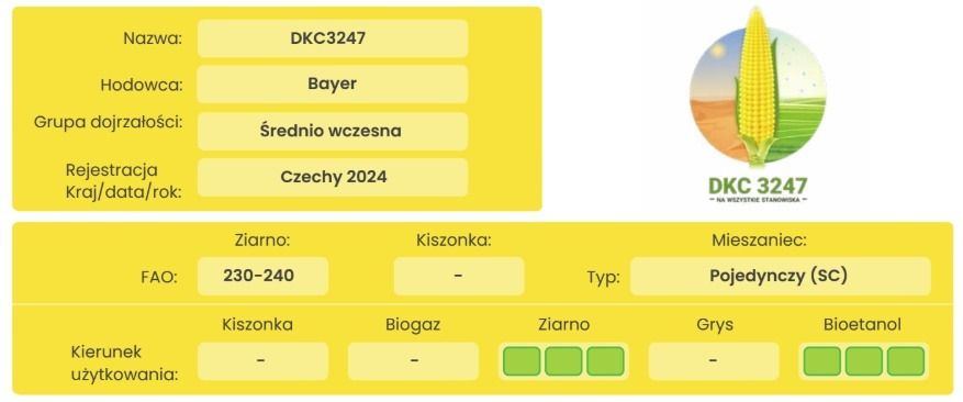 Cechy odmiany kukurydzy DKC 3247