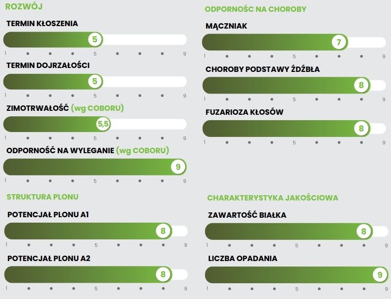 Cechy odmiany pszenicy zwyczajnej Pontiform