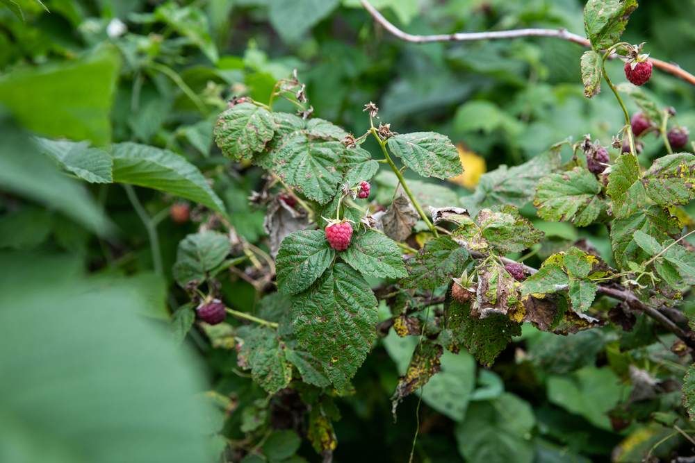 Objawy antraknozy na liściach maliny – choroby grzybowe malin zdjęcia Objawy antraknozy na liściach maliny – choroby grzybowe malin zdjęcia