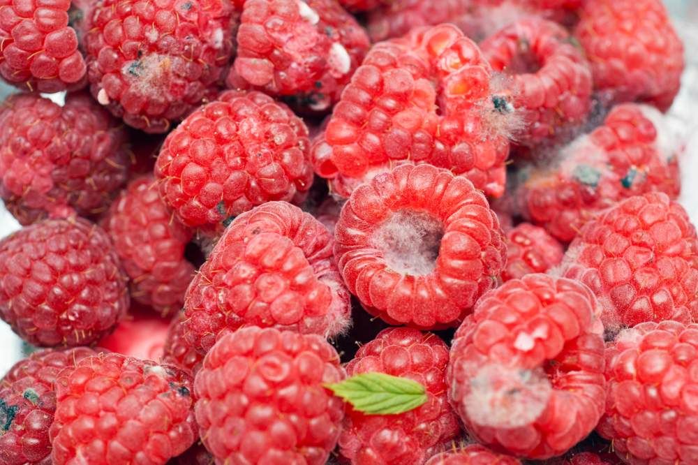 Maliny z oznakami szarej pleśni – porażone owoce z nalotem grzybni. Choroby malin jesiennych zdjęcia Maliny z oznakami szarej pleśni – porażone owoce z nalotem grzybni. Choroby malin jesiennych zdjęcia
