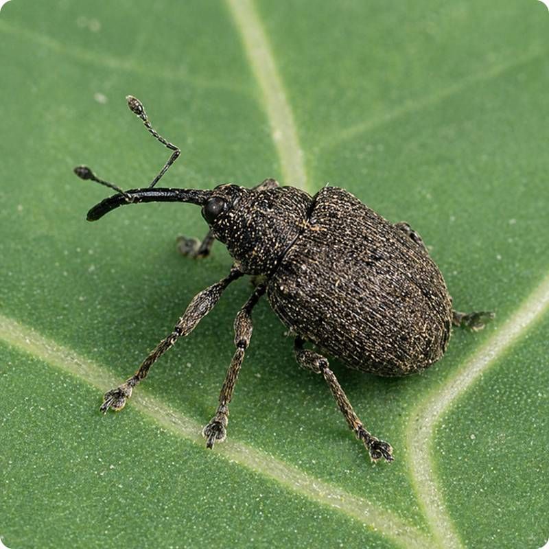Chowacz brukwiaczek (Ceutorhynchus napi)