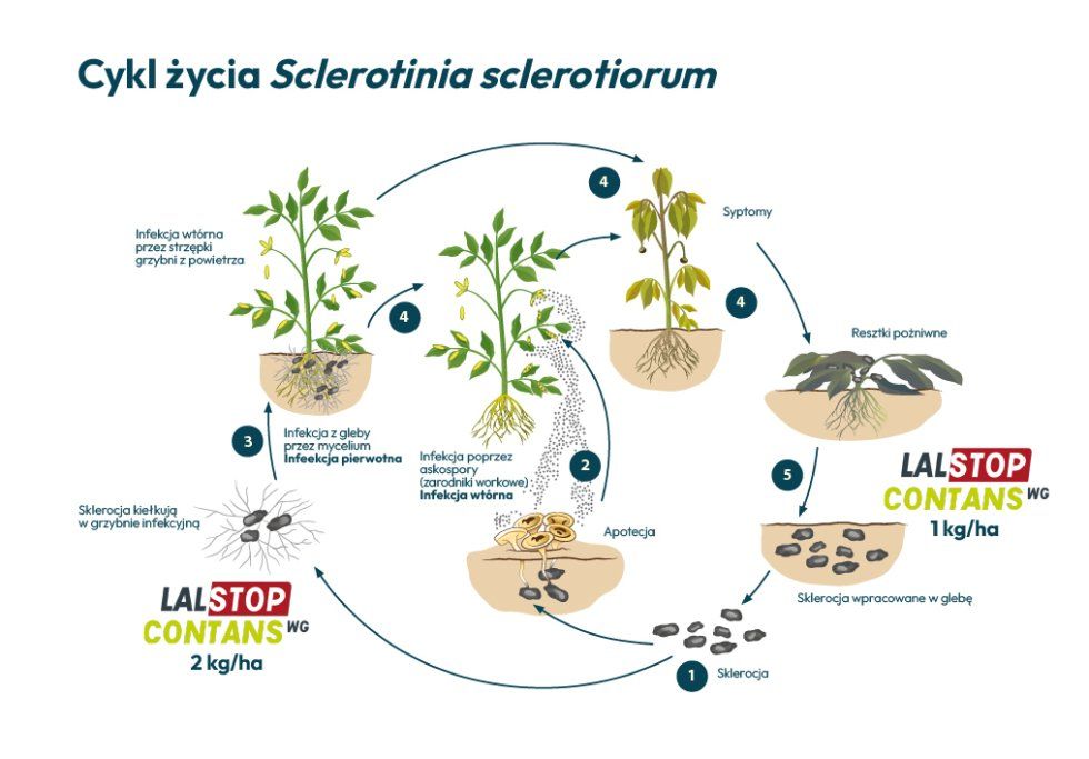 cykl życia Sclerotinia sclerotiorum cykl życia Sclerotinia sclerotiorum