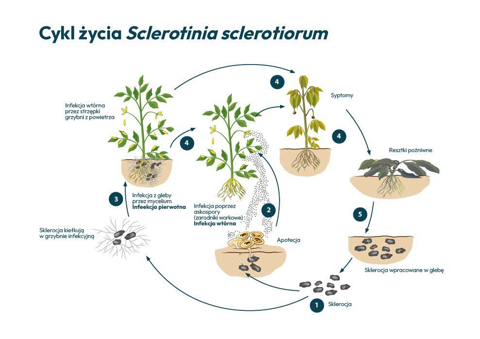 Infografika przedstawiająca cykl życia Sclerotinia sclerotiorum w glebie i na porażonych roślinach. Infografika przedstawiająca cykl życia Sclerotinia sclerotiorum w glebie i na porażonych roślinach.