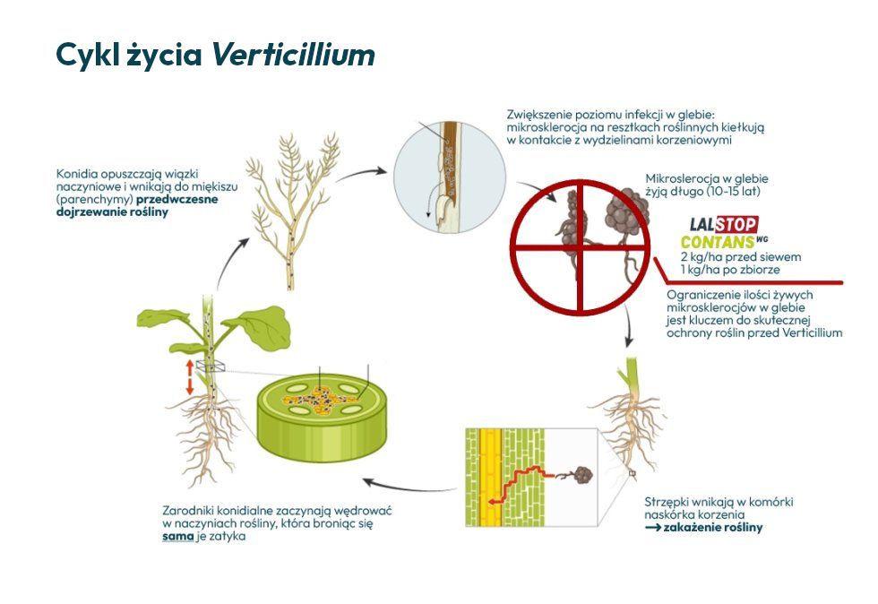 Cykl rozwoju Verticillium w rzepaku i powstawanie mikrosklerocjów w glebie Cykl rozwoju Verticillium w rzepaku i powstawanie mikrosklerocjów w glebie