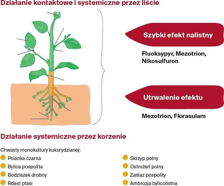 Trzy różne produkty Korrida Pak Nufarm