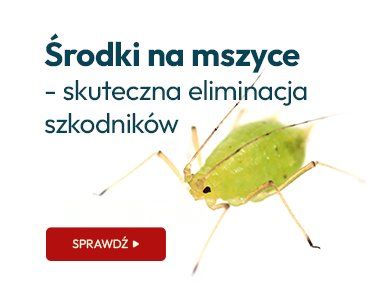 Środki na mszyce - skuteczna eliminacja szkodników
