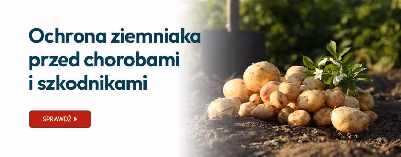 Ochrona ziemniaka przed chorobami i szkodnikami.