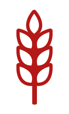 Nasiona zbóż 2026