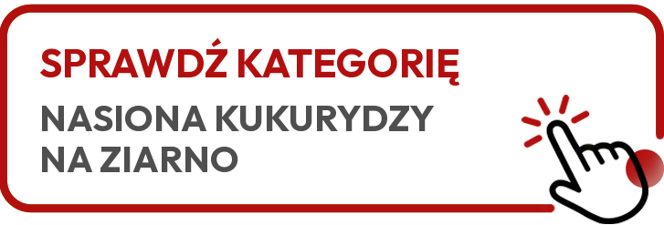 sprawdź kategorię nasiona kukurydzy na ziarno sprawdź kategorię nasiona kukurydzy na ziarno