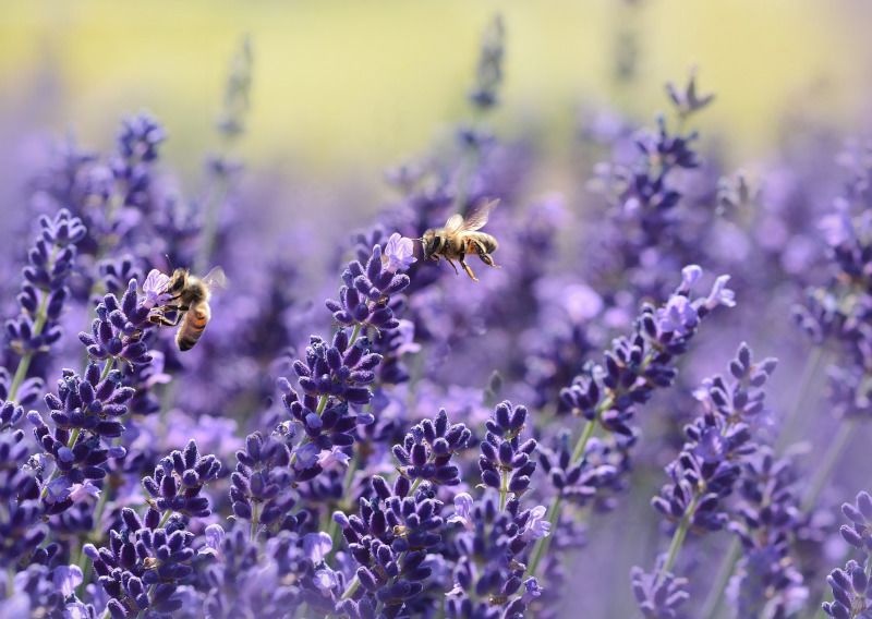 Lawenda - zapylanie roślin przez pszczoły | Blog Sklepfarmera.pl