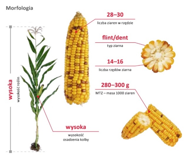 Cechy odmiany kukurydzy LG 31.271