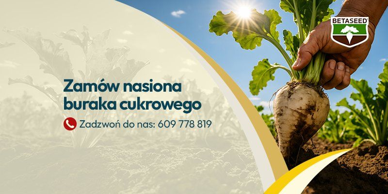 Burak cukrowy - Grafika