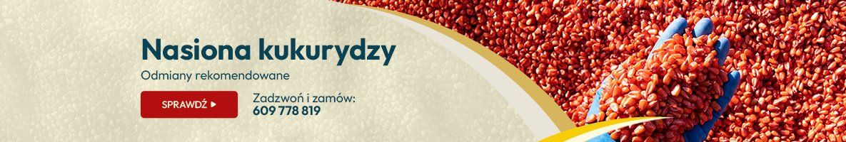 Kukurydza odmiany rekomendowane Kukurydza odmiany rekomendowane - Grafika