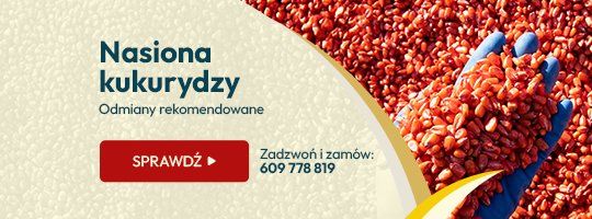 Kukurydza odmiany rekomendowane Kukurydza odmiany rekomendowane - Grafika