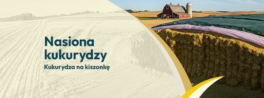 Nasiona kukurydzy na kiszonkę Nasiona kukurydzy na kiszonkę - Grafika