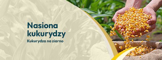 Nasiona kukurydzy na ziarno Nasiona kukurydzy na ziarno - Grafika