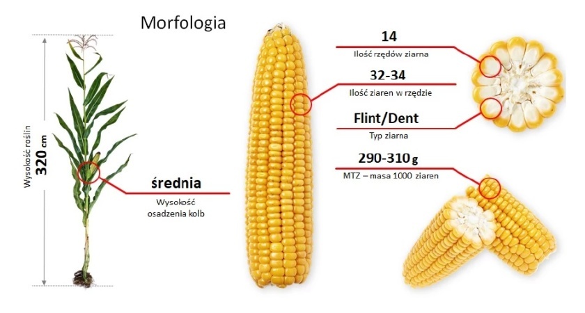 Morfologia kukurydzy LG 31.245 F1