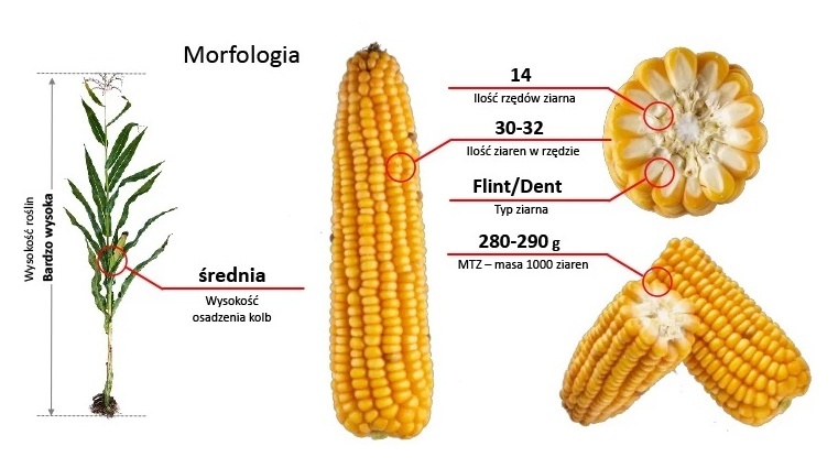 Morfologia kukurydzy LG 31.280 F1