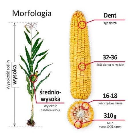 Morfologia kukurydzy LG 31.330 F1 50tys C1