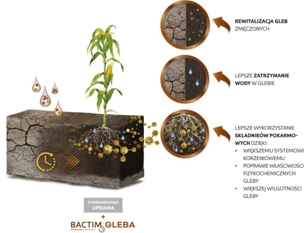 Mechanizm działania Bactim Gleba