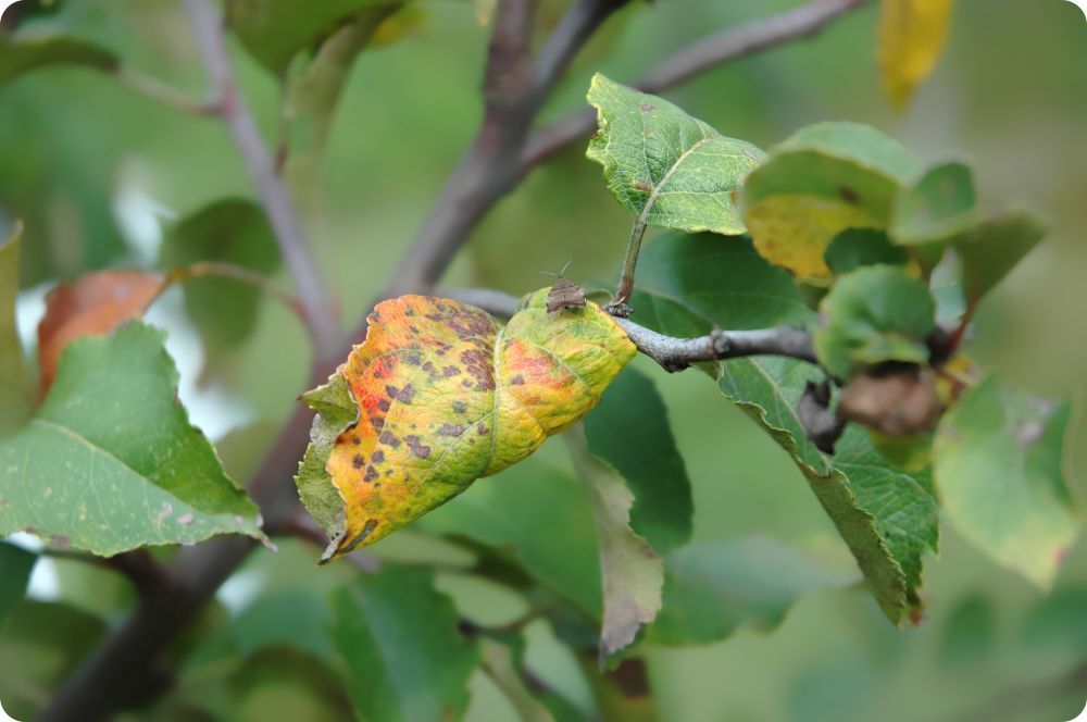 Owoc&oacute;wka śliwk&oacute;weczka (Grapholita funebrana) na liściu śliwy &ndash; dorosły motyl w sadzie