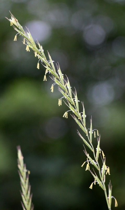 Kłos perzu właściwego Elymus repens. Fot. Orest lyzhechka - shutterstock.com