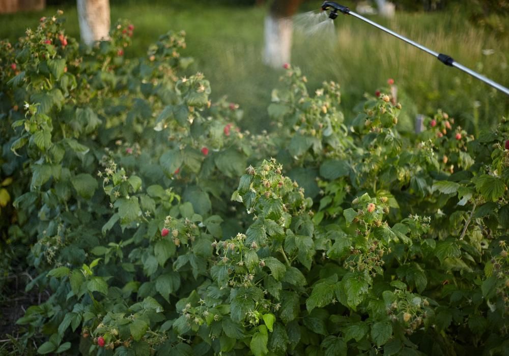 Plantacja maliny – nawożenie dolistne Plantacja maliny – nawożenie dolistne