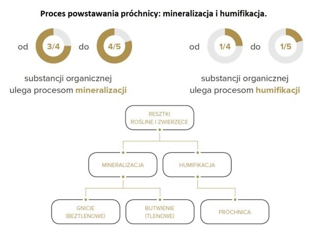 Proces powstawania próchnicy Humibalance