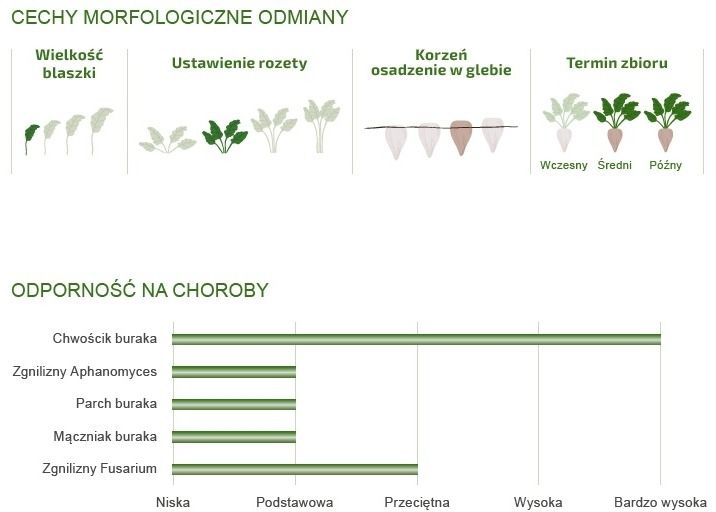 Cechy odmiany buraka BTS 1920 CR+ Betaseed