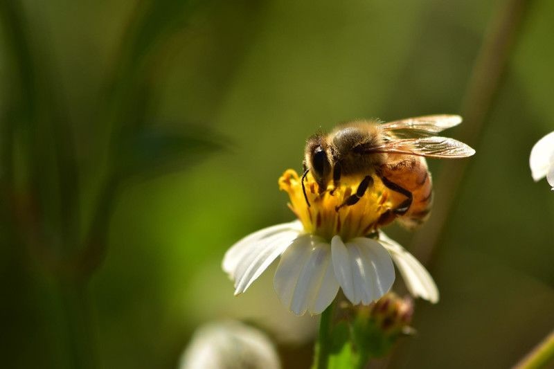 pszczoła - ochrona roślin bezpieczna dla zapylaczy | Blog Sklepfarmera.pl