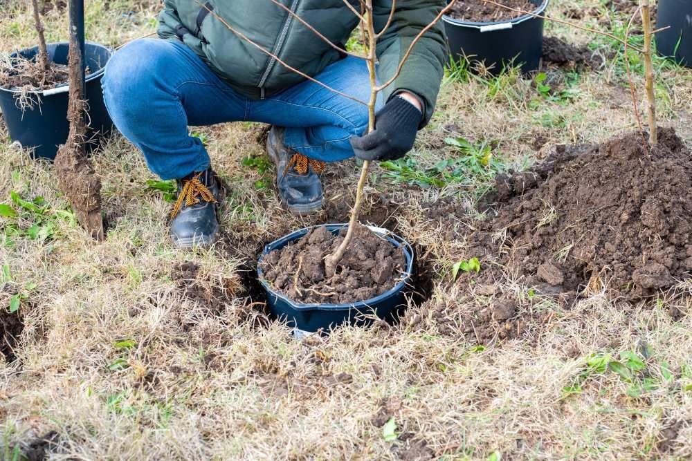 Sadzenie młodego drzewa owocowego w przygotowanym dołku