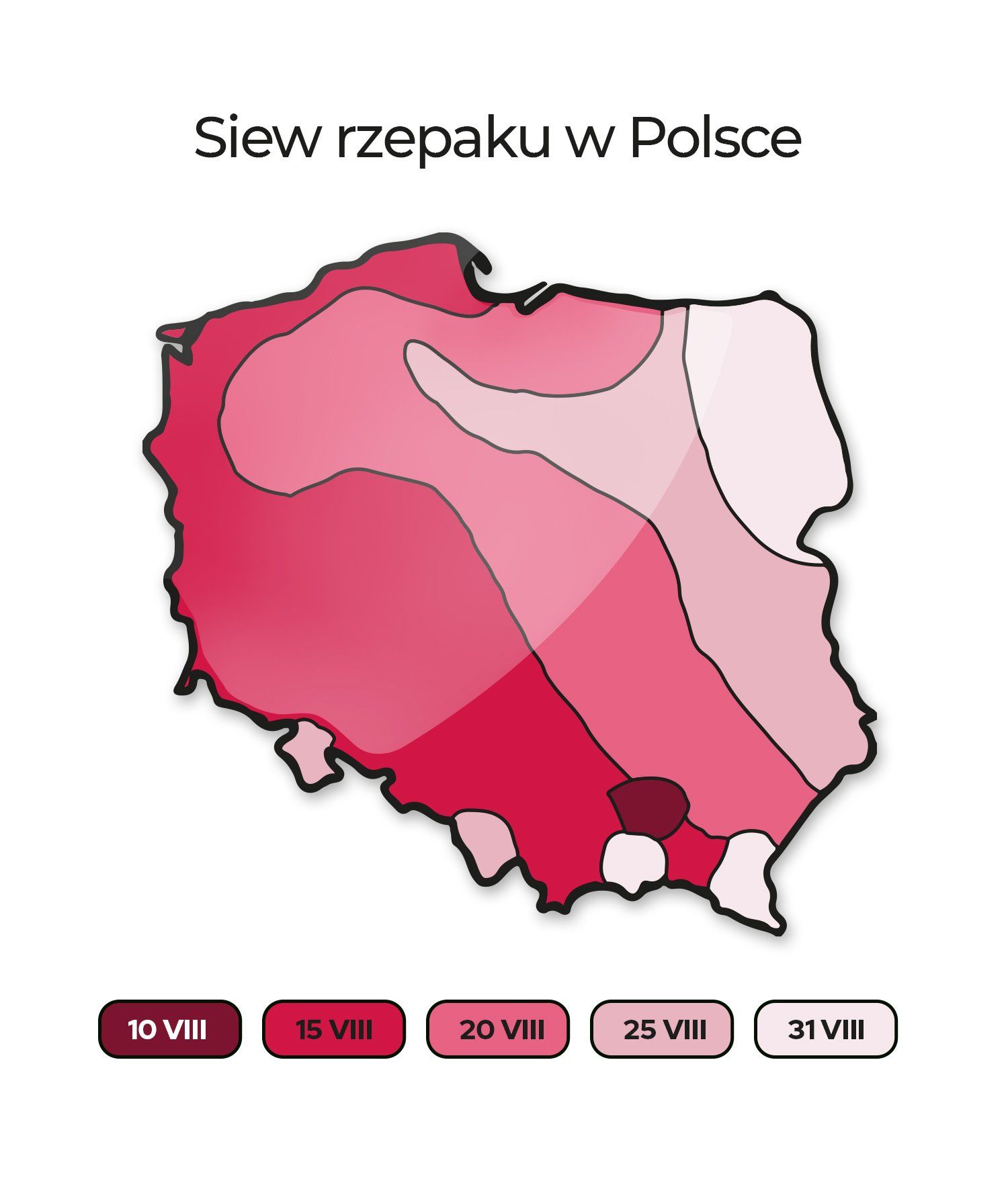 Termin siewu rzepaku w Polsce