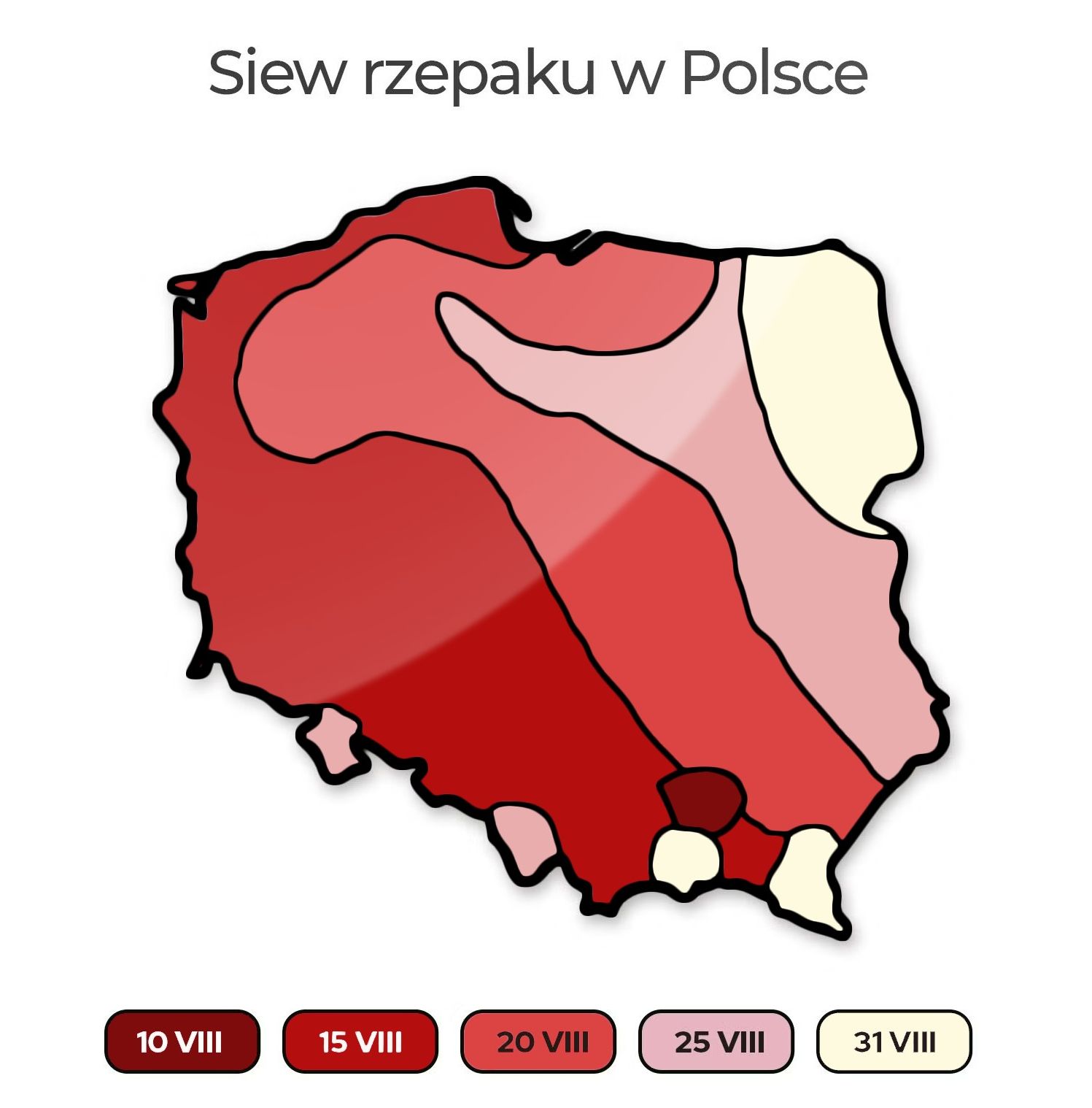Termin siewu rzepaku w Polsce Termin siewu rzepaku w Polsce