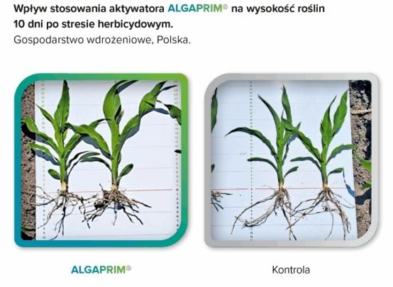 Skuteczność Algaprim Intermag