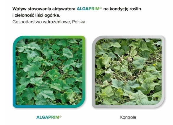 Skuteczność Algaprim Intermag