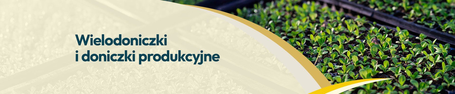 Wielodoniczki Wielodoniczki - Grafika