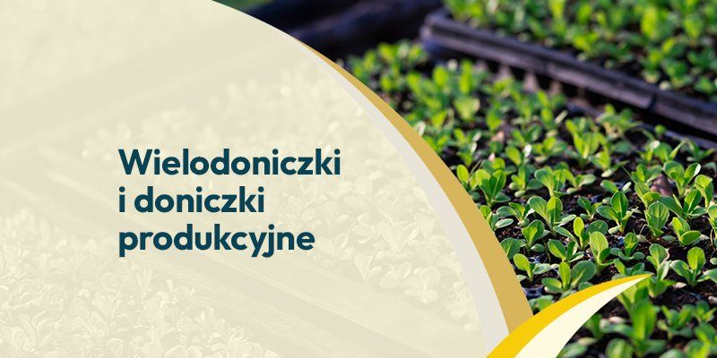 Wielodoniczki Wielodoniczki - Grafika